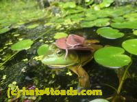 /home//u458753944/public_html/sourcegallery//Frogs/More bullfrogs/P7251199.JPG